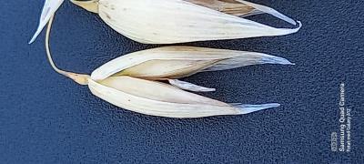 Click for 2 image(s) for this accession. Panicle